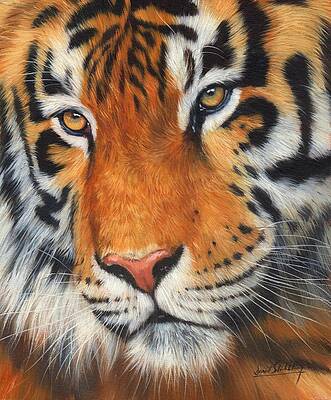 Tiger Portrait by David Stribbling Tiger Portrait by David Stribbling