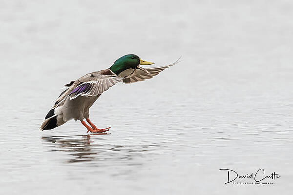 Touching Down by David Cutts Touching Down by David Cutts