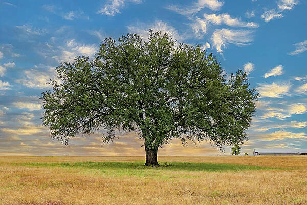 Wall Art - Photograph - Tree and Field - 07350 by Wall Art Of Texas