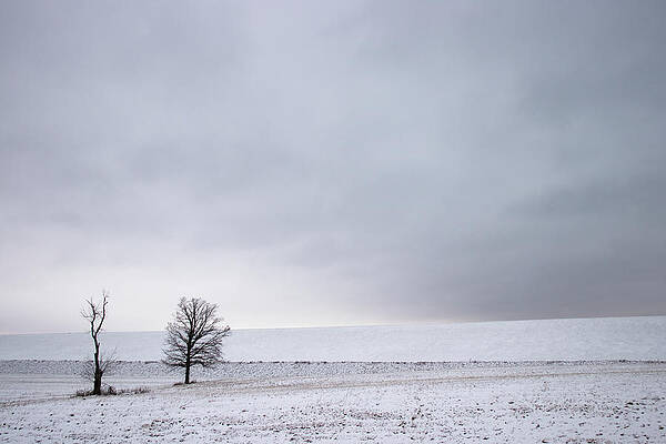 Trees in Snow Field by Mark Berman Trees in Snow Field by Mark Berman