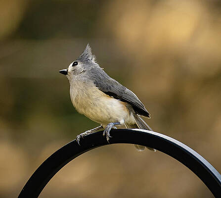 Tufted Titmouse by Lori Rowland Tufted Titmouse by Lori Rowland