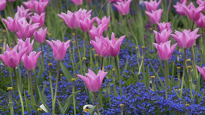 Tulips in the Queen's garden by Dee Carpenter Tulips in the Queen's garden by Dee Carpenter
