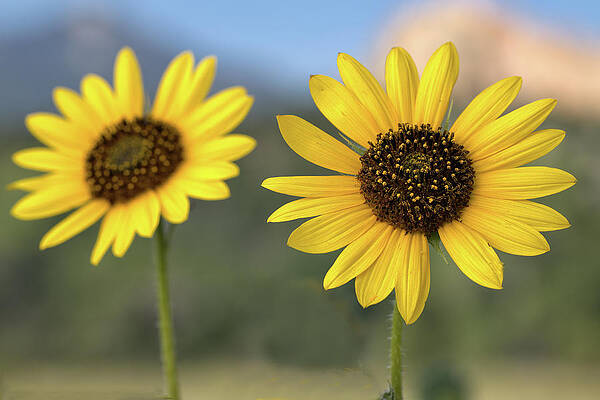 Two Sunflowers by Bob Falcone Two Sunflowers by Bob Falcone