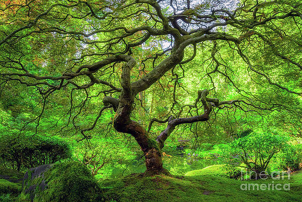 Under The Japanese Maple Tree by Michael Ver Sprill Under The Japanese Maple Tree by Michael Ver Sprill