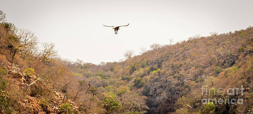 Vulture Soaring by THP Creative Vulture Soaring by THP Creative
