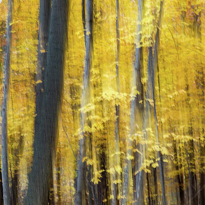Wall Art - Photograph - Whispers of the Woodlands #1 by Shankar Adiseshan