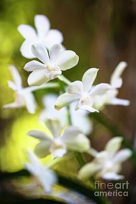 White Orchid Flower by Raul Rodriguez White Orchid Flower by Raul Rodriguez