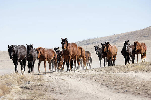 Wall Art - Photograph - Wild Horses #1 by Julie Argyle