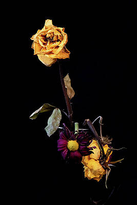 Wilted and dry yellow rose flower on a vase on a black background. by Michalakis Ppalis Wilted and dry yellow rose flower on a vase on a black background. by Michalakis Ppalis