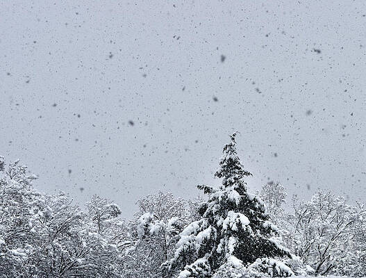 Wall Art - Photograph - Vermont Winterscape by Debra Banks