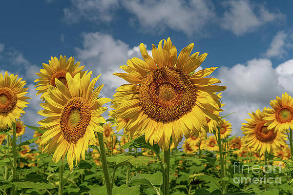 Yellow Gold - Field of Dreams by Dale Powell Yellow Gold - Field of Dreams by Dale Powell
