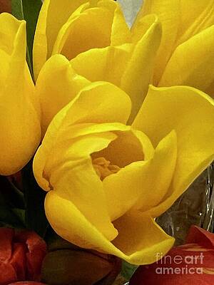 Wall Art - Photograph - Happy Mothers Day Yellow Orange Tulips 2023 #10 by John Shiron