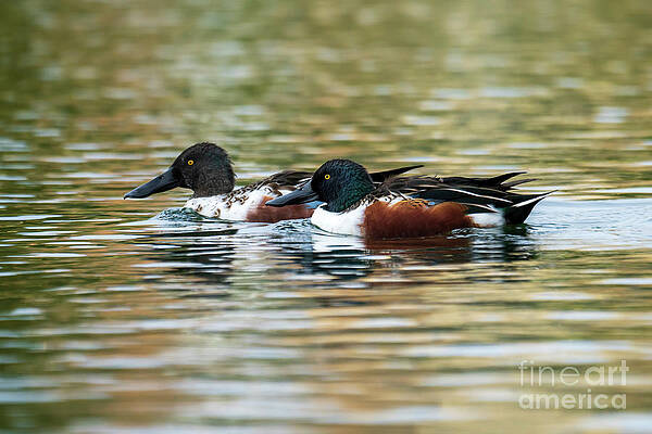 Wall Art - Photograph - Northern Shoveler Spatula clypeata Costa Ballena Cadiz #10 by Sapiens Verbum