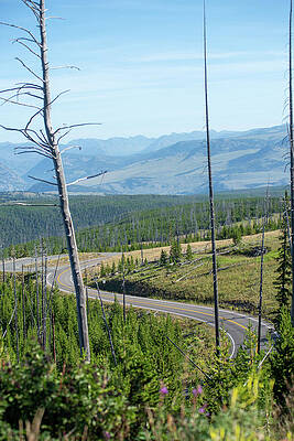 scenery at Mt Washburn trail in Yellowstone National Park, Wyomi by ALEX GRICHENKO scenery at Mt Washburn trail in Yellowstone National Park, Wyomi by ALEX GRICHENKO