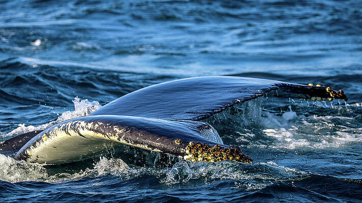 Brier Island Nova Scotia Canada by Paul James Bannerman Brier Island Nova Scotia Canada by Paul James Bannerman