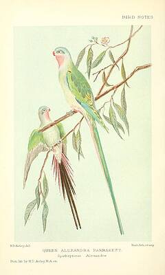 Beautiful Vintage Parrot by Beautiful Nature Prints Beautiful Vintage Parrot by Beautiful Nature Prints