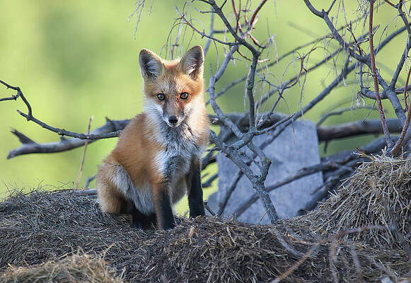 Fox Kit by Brook Burling Fox Kit by Brook Burling