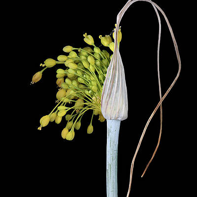 Allium flavum flower bud by Bart Van den Berg Allium flavum flower bud by Bart Van den Berg