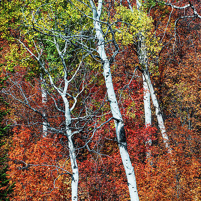 Autumn abstract by Vishwanath Bhat Autumn abstract by Vishwanath Bhat