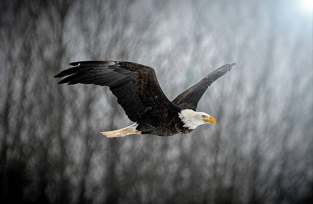 Bald Eagle by Patrick Boening Bald Eagle by Patrick Boening