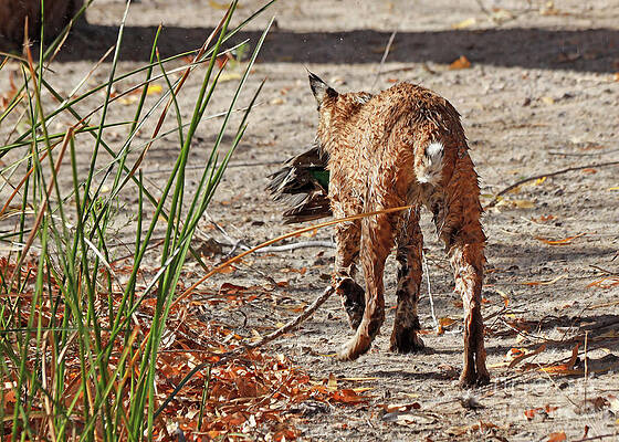 Bobcat with Prey by Paula Guttilla Bobcat with Prey by Paula Guttilla
