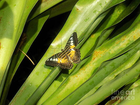 Butterfly Collection by Joshua Schroeder Butterfly Collection by Joshua Schroeder