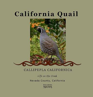 California Quail by Lisa Redfern California Quail by Lisa Redfern