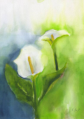 2 Calla Lilies by Frank Bright 2 Calla Lilies by Frank Bright