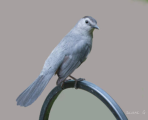 Catbird by Diane Giurco Catbird by Diane Giurco
