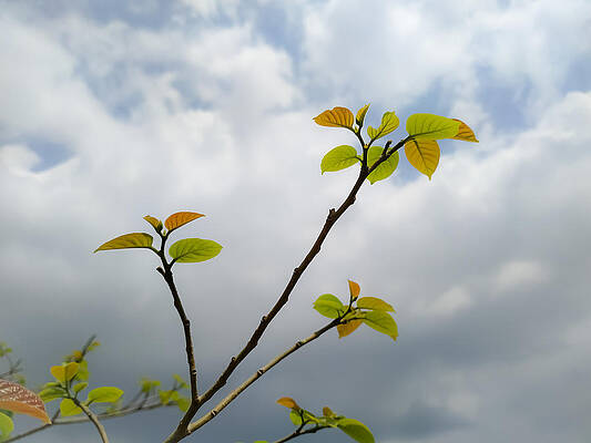 Closeup shot of a tree branch with young leaves and the cloudy s by DEEP CHAND