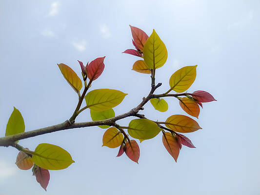 Closeup shot of a tree branch with young leaves and the sky in t by DEEP CHAND