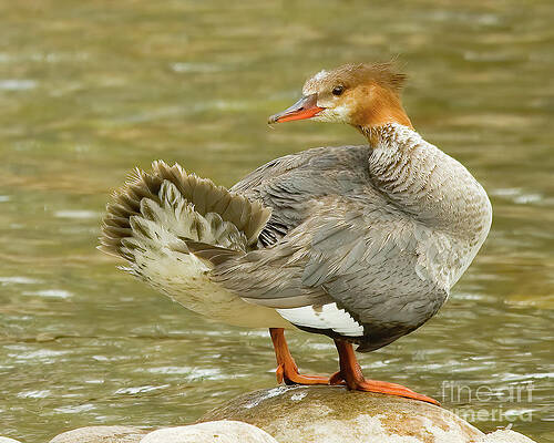 Common Merganser by Gary Beeler Common Merganser by Gary Beeler