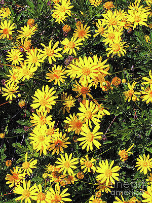 Wall Art - Photograph - Daisies #2 by Exors