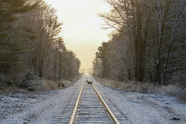 Deer Tracks by Brook Burling Deer Tracks by Brook Burling