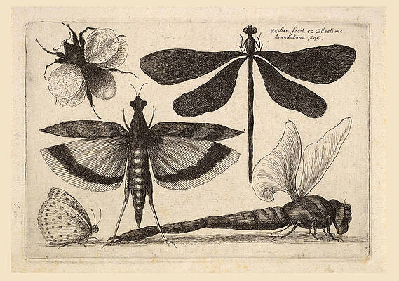 Dragonflies and a bumble bee Print by Wenceslaus Hollar