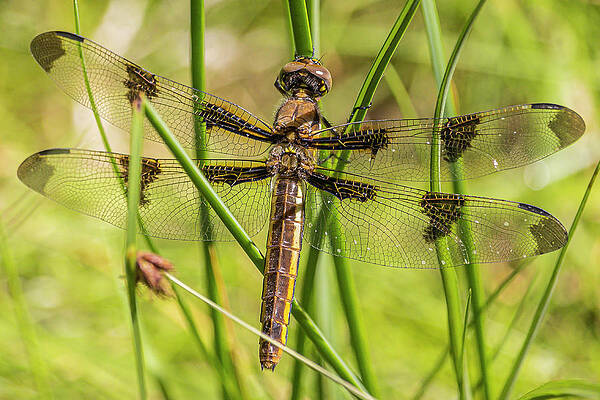 Dragonfly by Mark Mille Dragonfly by Mark Mille