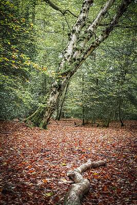 Epping Forest by Raymond Hill Epping Forest by Raymond Hill