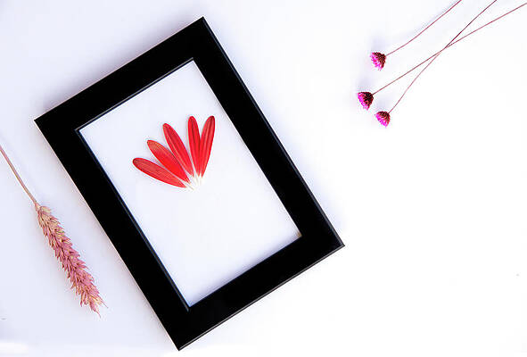 Wall Art - Photograph - Flower composition with black photo frame on a white background. #2 by Michalakis Ppalis