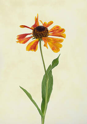 Wall Art - Photograph - Helenium #2 by Denis O' Reilly
