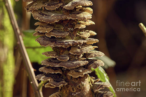 Hen-of-the-wood by Tony Hulme Hen-of-the-wood by Tony Hulme