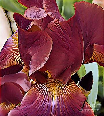 Iris by Marilyn Smith Iris by Marilyn Smith
