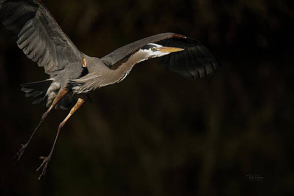 lift off by Bill Posner lift off by Bill Posner