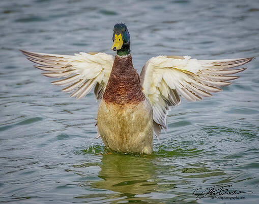 Wall Art - Photograph - Mallard Male #2 by Joe Fisher