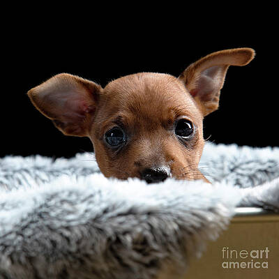 minpin puppy by Gunnar Orn Arnason minpin puppy by Gunnar Orn Arnason