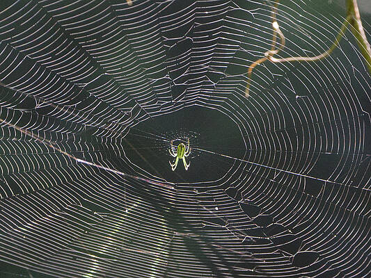 My Web by Paul Ross My Web by Paul Ross