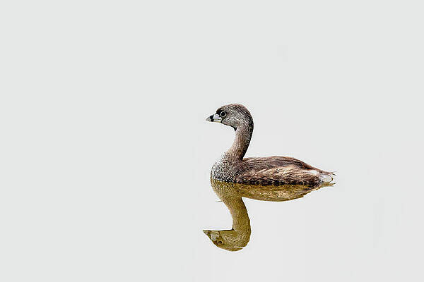 Pied-billed Grebe by Perla Copernik Pied-billed Grebe by Perla Copernik