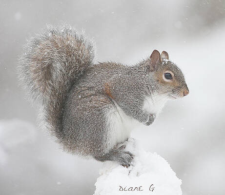 Snow Squirrel by Diane Giurco Snow Squirrel by Diane Giurco