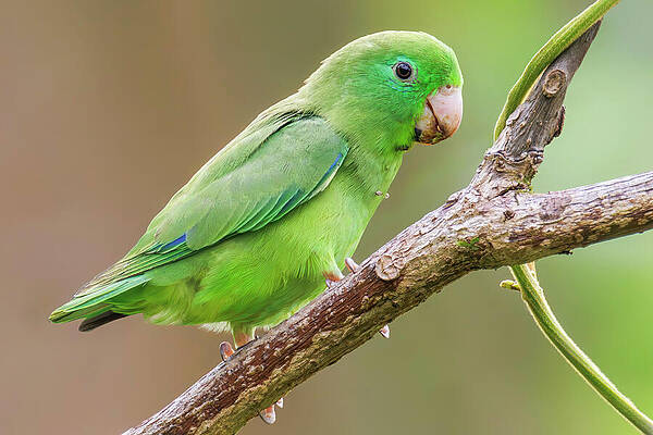 Wall Art - Photograph - Spectacled Parrotlet #2 by Adam Rainoff