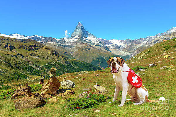St. Bernard Dog in Switzerland by Benny Marty St. Bernard Dog in Switzerland by Benny Marty
