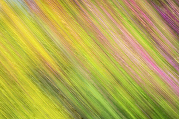 Wall Art - Photograph - Summer Garden #2 by Elvira Peretsman